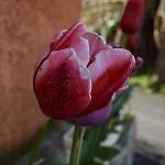 La Casa Nueva Rural *