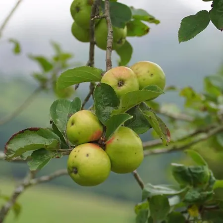 La Casa Nueva Rural Cereceda (Asturias)